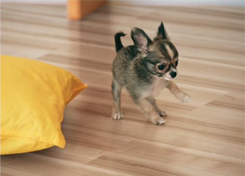 イタリアンノーチェ柄